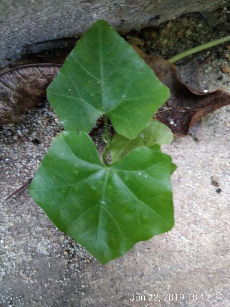 Alt Ivy Gourd in my backyard